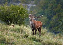 Cervo in bramito 2